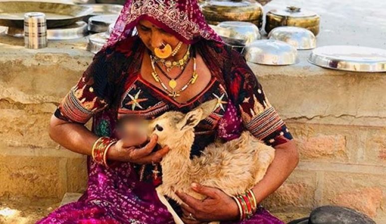 जानवर को दूध पिलाती महिला का फोटो वायरल