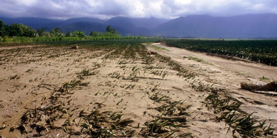 गाजा तूफान की तबाही ने कई किसानों की ली जान
