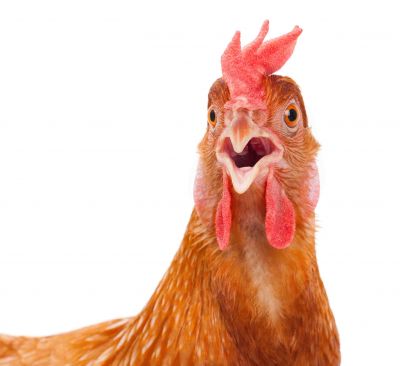 Minor arrested in case of assaulting a chicken