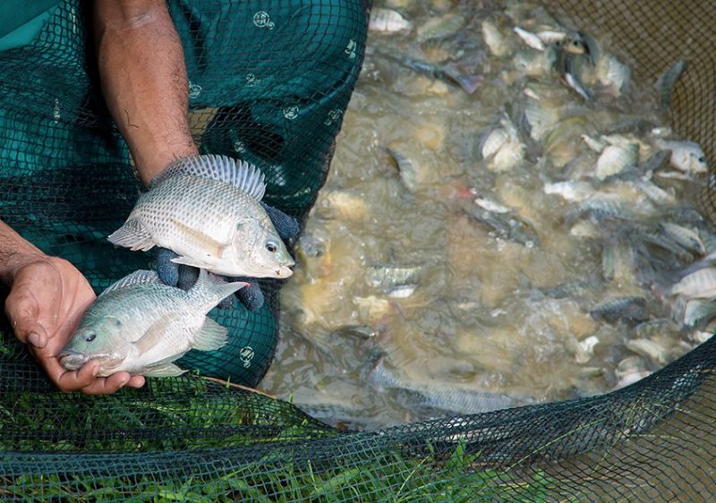 इंदिरा गांधी कृषि विवि में पहली बार प्रयोग हो रहा शुरू, अब इजराइल की तकनीक से पकड़ेंगे मछली