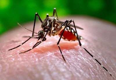 मच्छरों से फ़ैल सकती है अगली महामारी RVF, जानिए क्या है इसके लक्षण