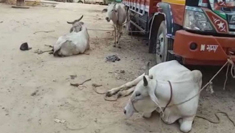 राजस्थान : पुलिस पर फायरिंग कर फरार हुए गौ तस्कर, रस्सी से बांध कर ले जा रहे थे गाय