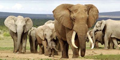 बहराइच में रात भर चला नेपाली हाथियों का हंगामा
