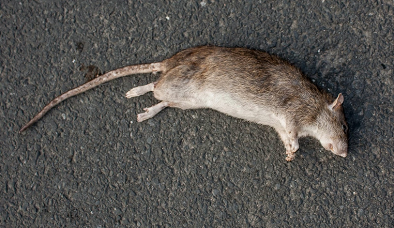 खाली प्लॉट में फेंका मरा हुआ चूहा तो पड़ोसी ने ले ली जान