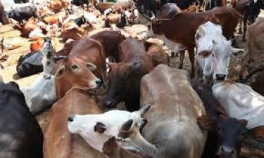 गौरक्षा के नाम पर होने वाली हिंसा बनी गायों के लिए परेशानी