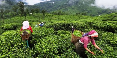 भारत से चाय की इ-नीलामी प्रक्रिया सीखेगा चीन, जल्द करेगा 'चाय पे चर्चा'