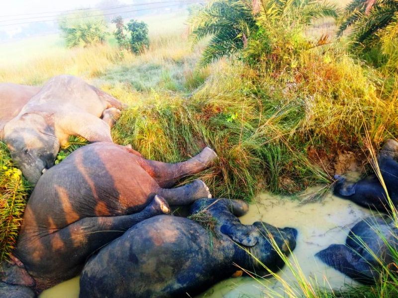हाई वोल्टेज करंट की चपेट में आये 7 हाथी, हुई मौत
