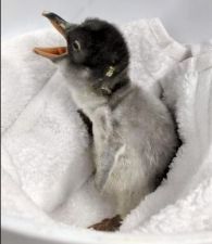 फिर हुआ कमाल, ऑस्ट्रेलिया में दो नर पेंगुइन ने दिया बच्चे को जन्म