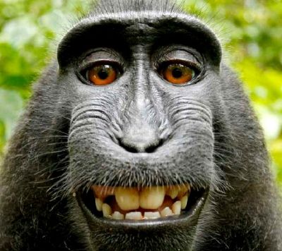 कॉपीराइट की कानूनी जंग हारा बंदर नारूटो
