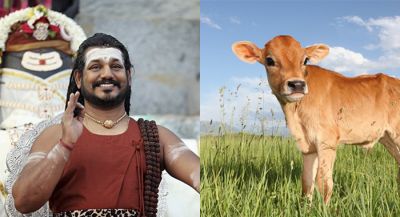 बाबा नित्यानंद अब गाय और शेरों को सिखाएंगे तमिल और संस्कृत