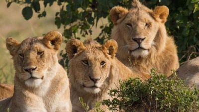 गिर में 11 शेरों की मौतों से अफसरों में मचा हड़कंप