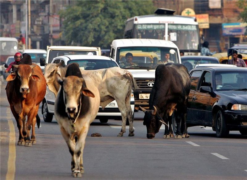 यदि आपकी कार के सामने गाय आ जाए तो आपको अलर्ट करेगा कार