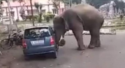 Elephant plays Hyundai Santro like a toy car, Watch