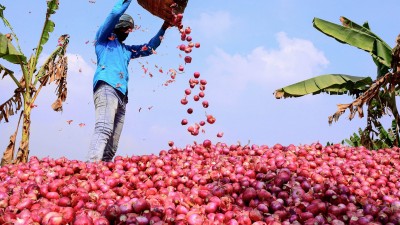 Export ban can be removed from onion after 6 months