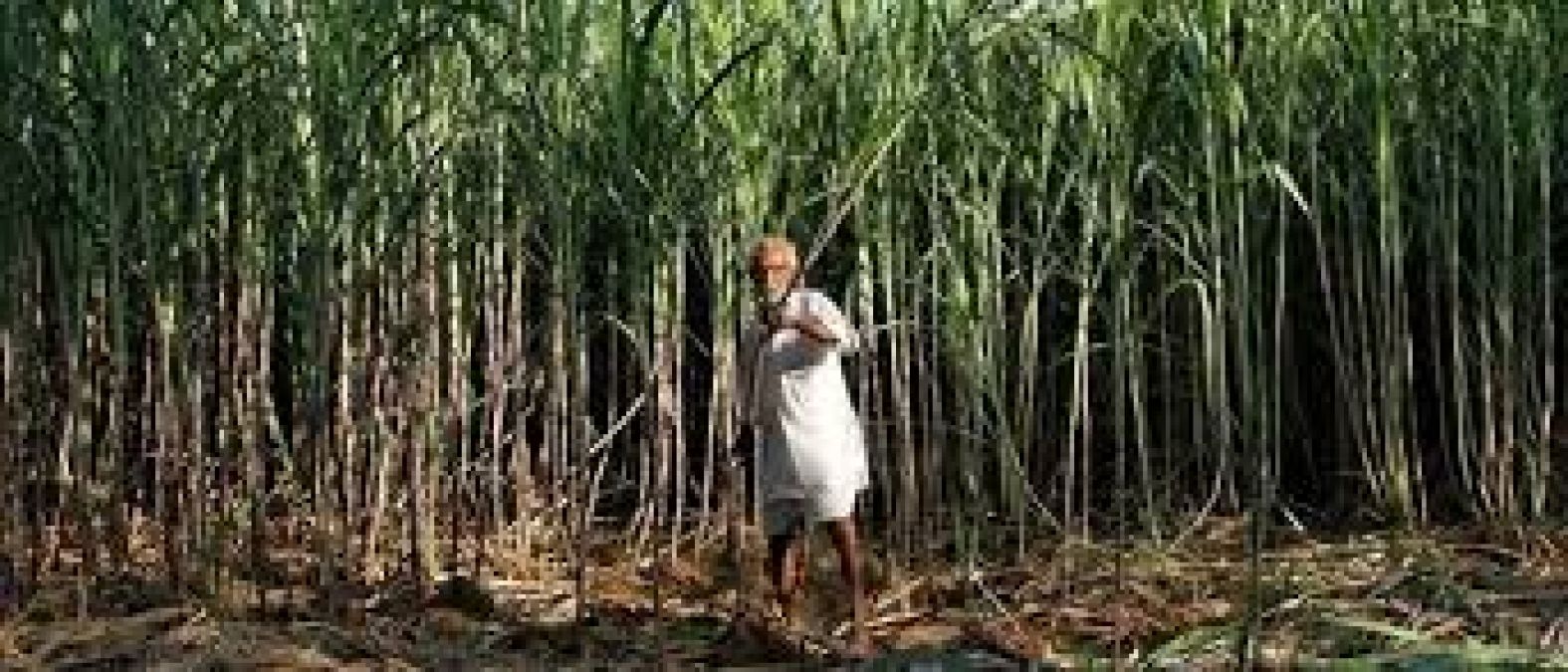 Sugar production not yet started in 64% of mills; cost may increase this season