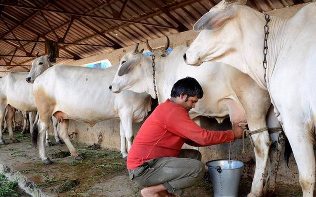 This country is the biggest producer of milk in the world, know the ranking of others