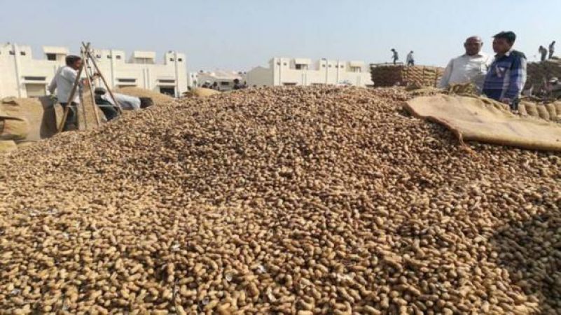 मूंगफली के दाम गिरने से किसानों ने किया विरोध