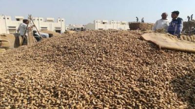 मूंगफली के दाम गिरने से किसानों ने किया विरोध