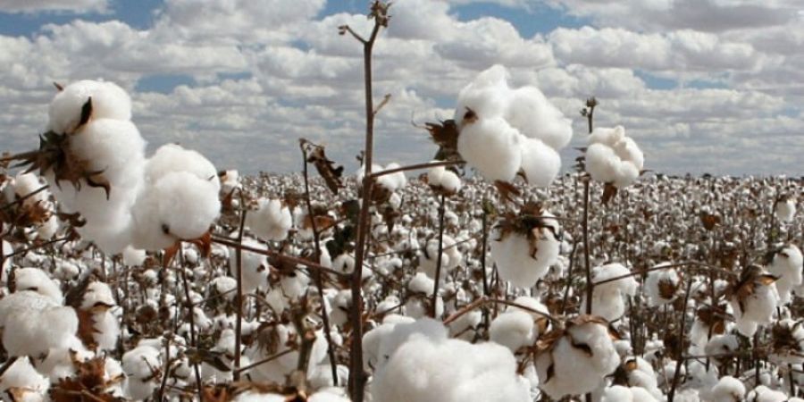 India may import double cotton this year as compared to last year