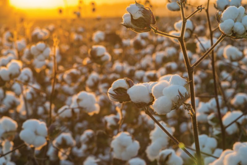 India may import double cotton this year as compared to last year