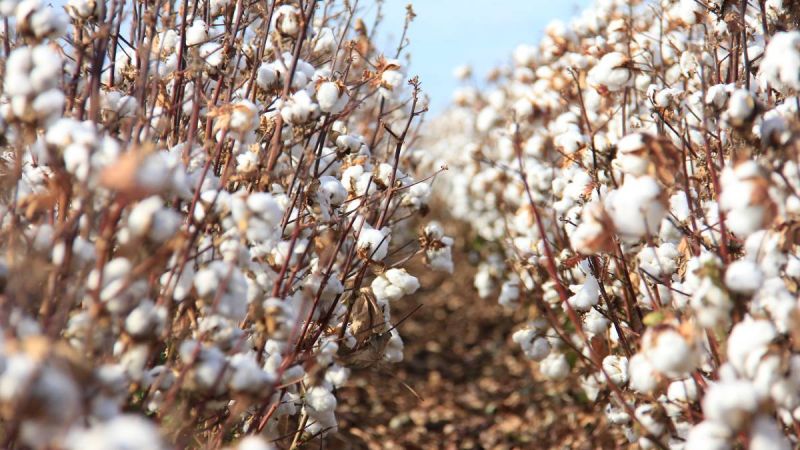 India may import double cotton this year as compared to last year