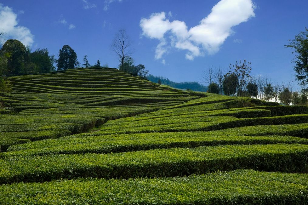 In April Month tea exports go up by 30 percent