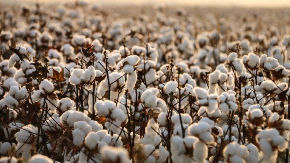 On account of cheaper imports from abroad, it directly impacts on the cotton prices