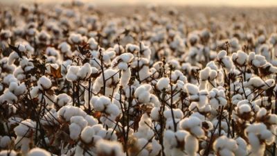 On account of cheaper imports from abroad, it directly impacts on the cotton prices