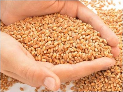 Wheat procurement in India touched record level, FCI released figures