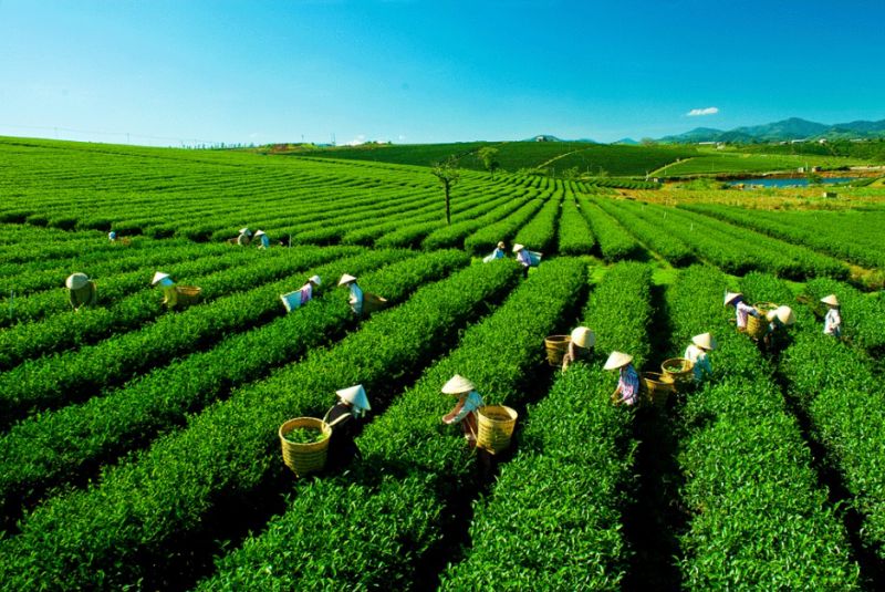 इस साल से पाकिस्तान में बढ़ सकता है भारत का चाय निर्यात, यह है कारण