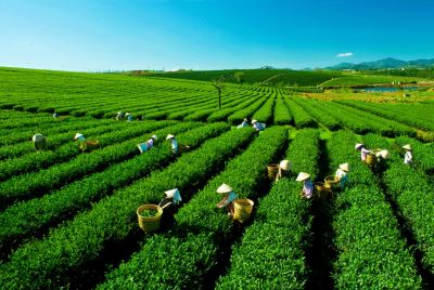 इस साल से पाकिस्तान में बढ़ सकता है भारत का चाय निर्यात, यह है कारण