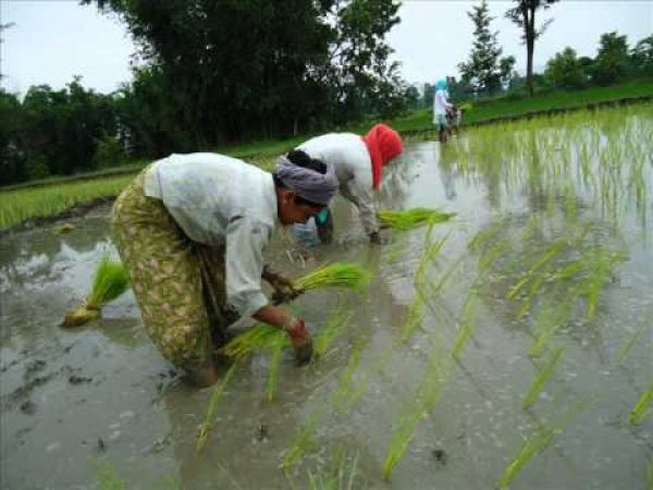 इस कारण देशभर में बढ़ने लगी छत्तीसगढ़ी चावल की मांग