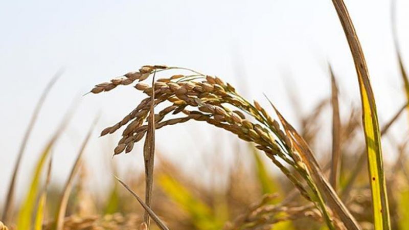 इस कारण देशभर में बढ़ने लगी छत्तीसगढ़ी चावल की मांग