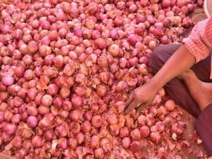 Onion prices touching sky, know what will be the cost