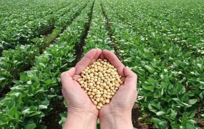 Soyabean Prices crash by 50% in a month, Know why