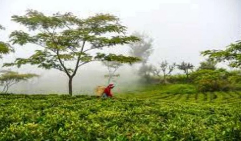 दार्जलिंग के बागानों के लिए संकट बनी नेपाल की चाय, जानिए क्या है वजह