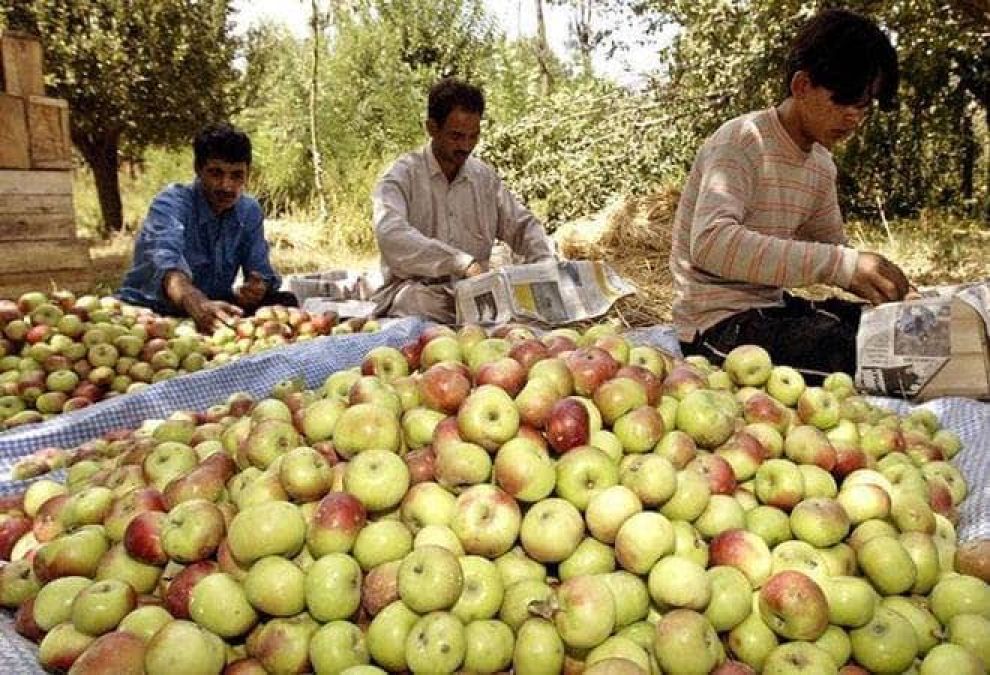 Kashmir: Restrictions in valley affects apple and walnut export
