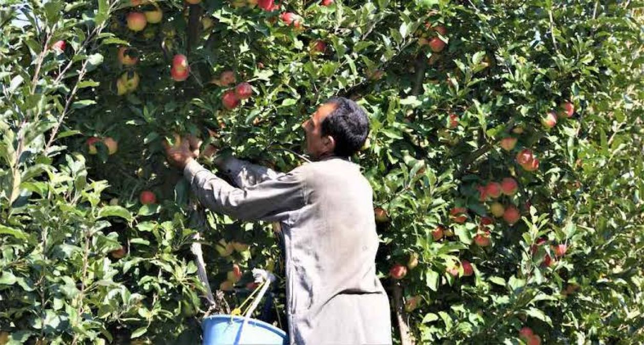 कश्मीर: घाटी में तनाव के कारण सेब और अखरोट उत्पादकों पर आई शामत