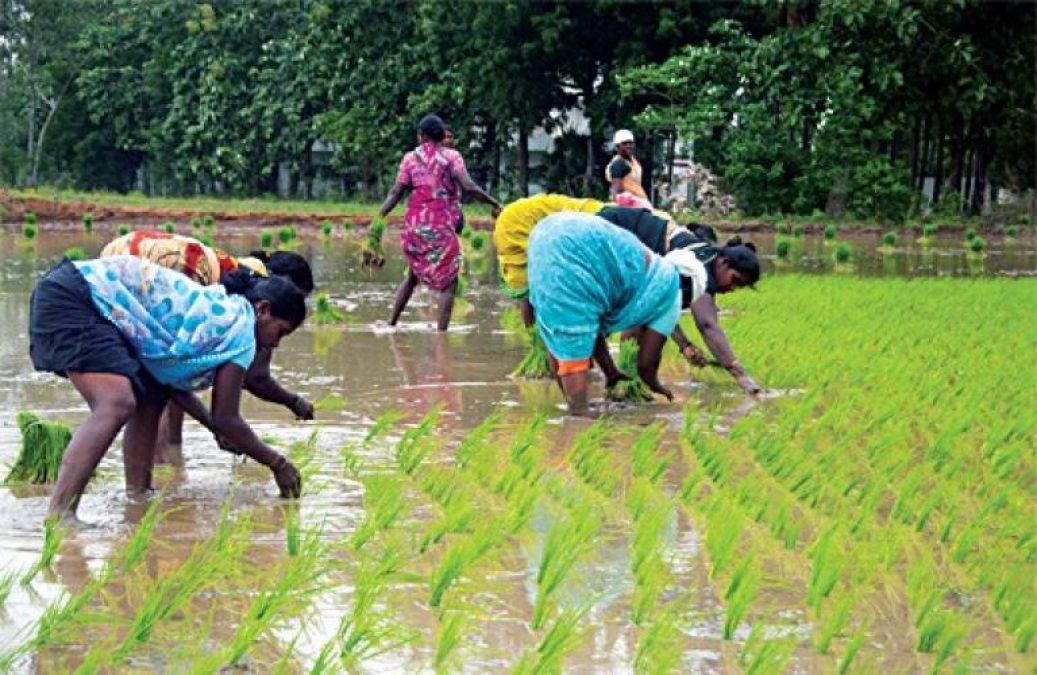 This time there will be bumper yield in Kharif season, know reasons!