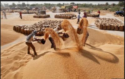 Government to raise its import duty on Wheat to support farmers