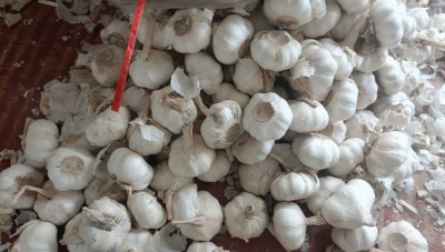 Now Garlic Prices Are Bringing Tears to Consumers; Onions Remain Steady