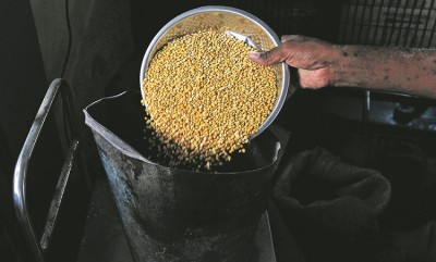 Govt Extends Relief on Lentil Import Duties for Another Year