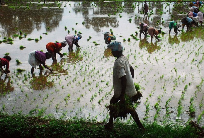 Farmers planting paddy before June 15 will have to pay a fine of Rs 10,000