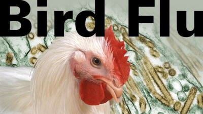 बर्ड फ्लू के कारण कम हो सकती है मुर्गियों की बिक्री