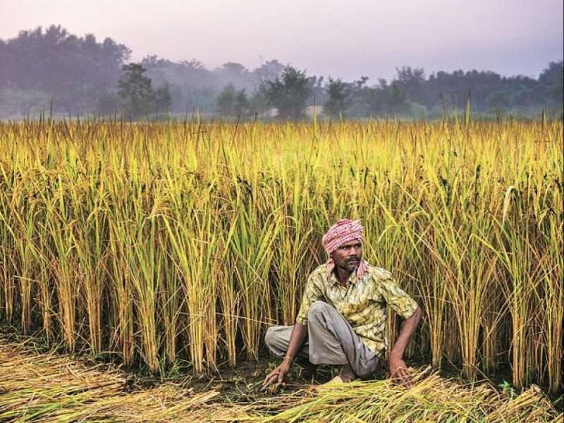 भारत के नए कृषि कानूनों से बढ़ सकती है किसानों की आय: आईएमएफ के मुख्य अर्थशास्त्री