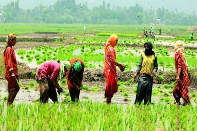 Kharif Sowing Drops 9%, Posing Threat to Food Security, Rural Economy in India