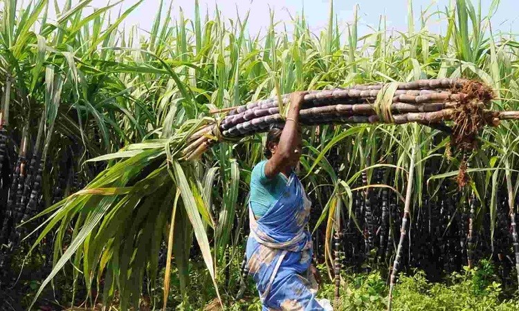Sugar mills pay Rs 1.04-Trn to cane farmers thus far in 2022-23