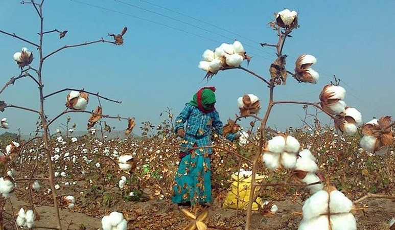 A rise in cotton prices could push Indian planting to new highs