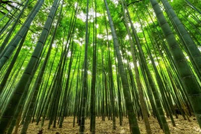 Bamboo farming will make you rich
