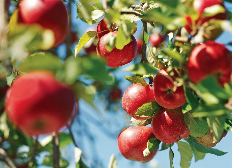 Apple farming will make you rich